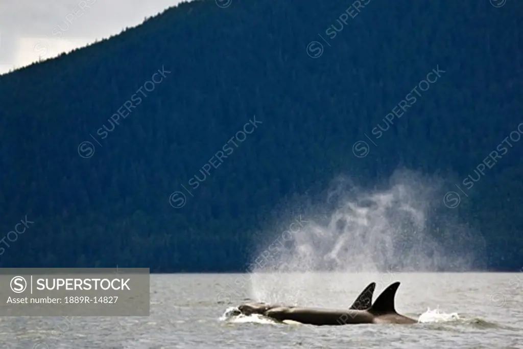 Killer whales, Alaska, USA