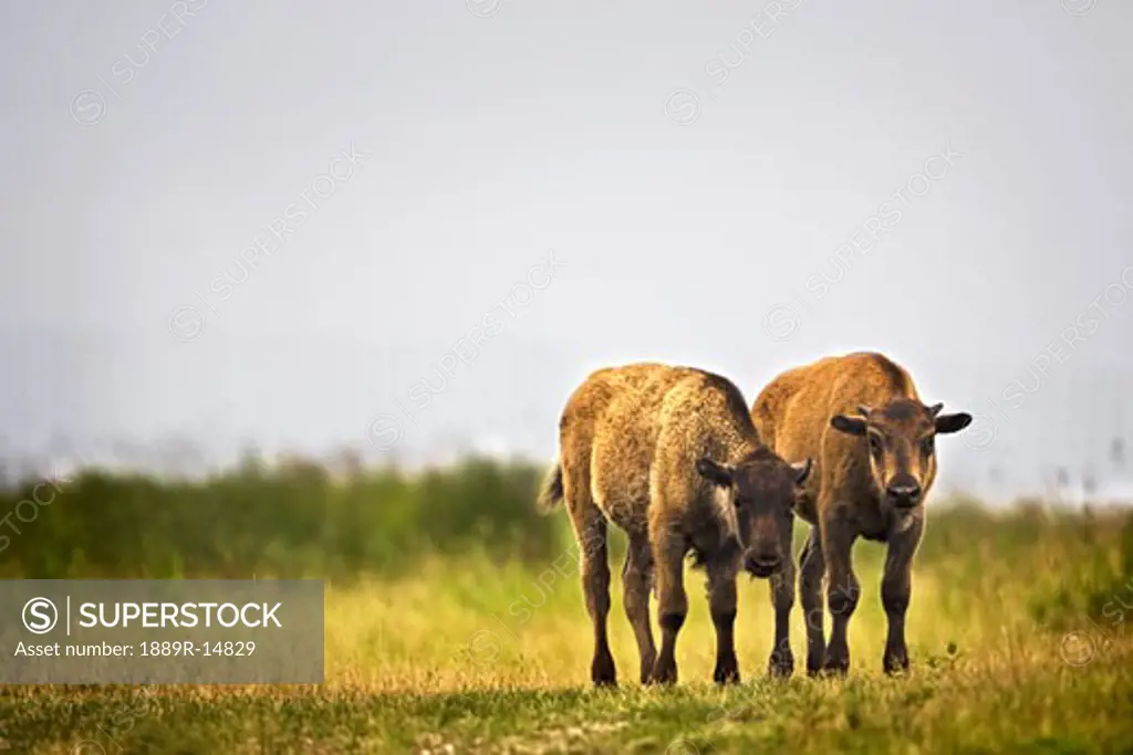 Bison calves