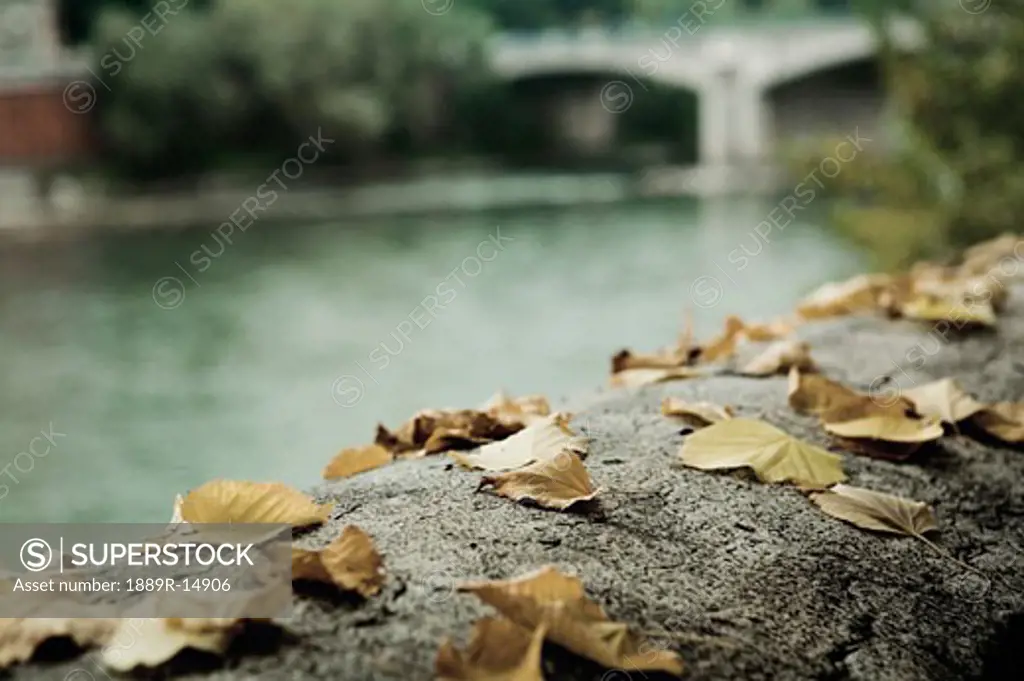 Fall leaves along river