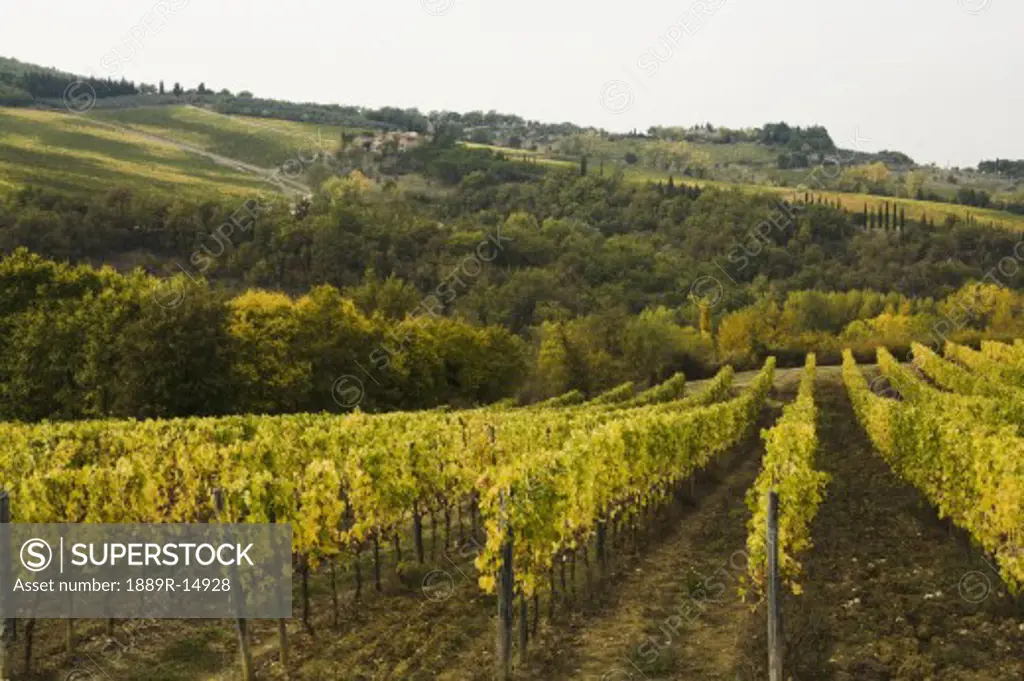 Vineyard, Greti, Italy