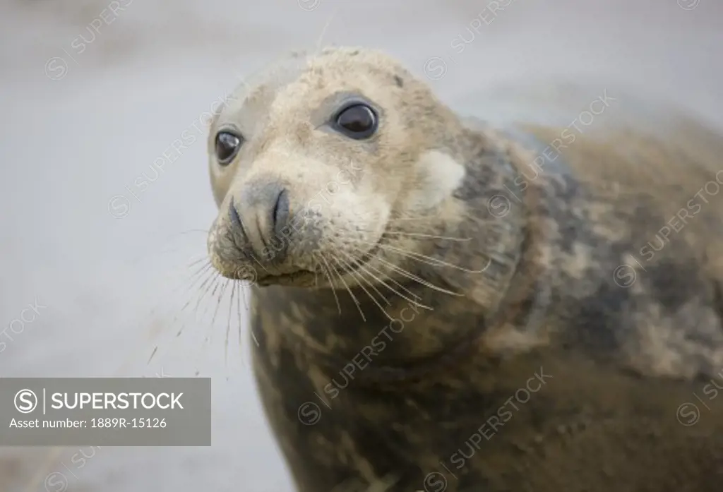 Gray Seal (Halichoerus grypus), Donna Nook, Lincolnshire, England; Seal portrait