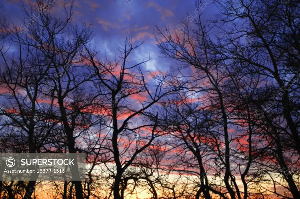 branches silhouetted against sunset