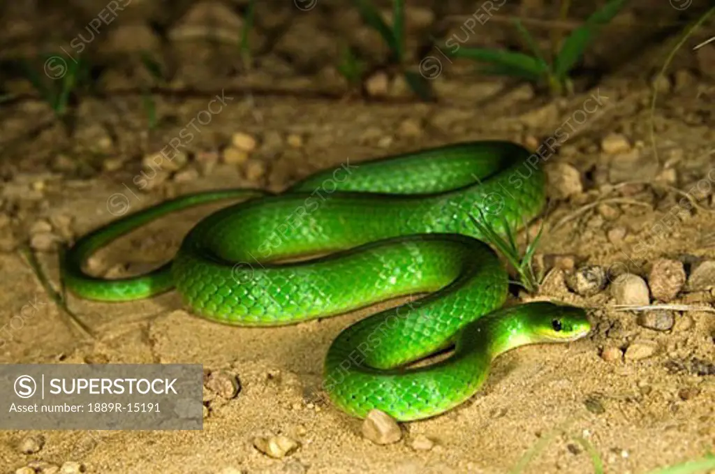 Smooth Green Snake, (Opheodrys vernalis), Pennsylvania, USA; snake in the dirt