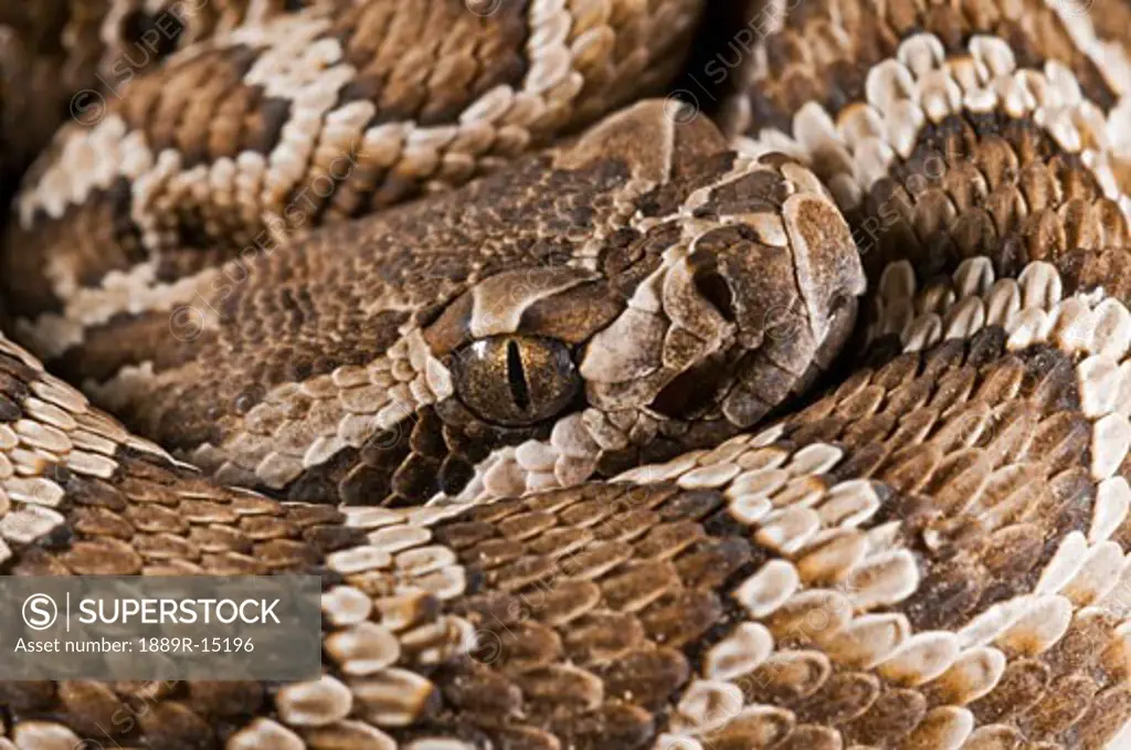 Southern Pacific rattlesnake, (Crotalus oreganus helleri), San Jacinto Mountains, California, United States Of America  