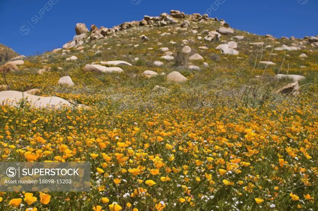 Wildflowers in Southern California, USA  