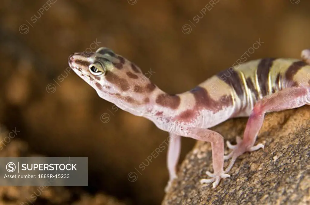 Desert banded gecko (Coleonyx variegatus variegatus)