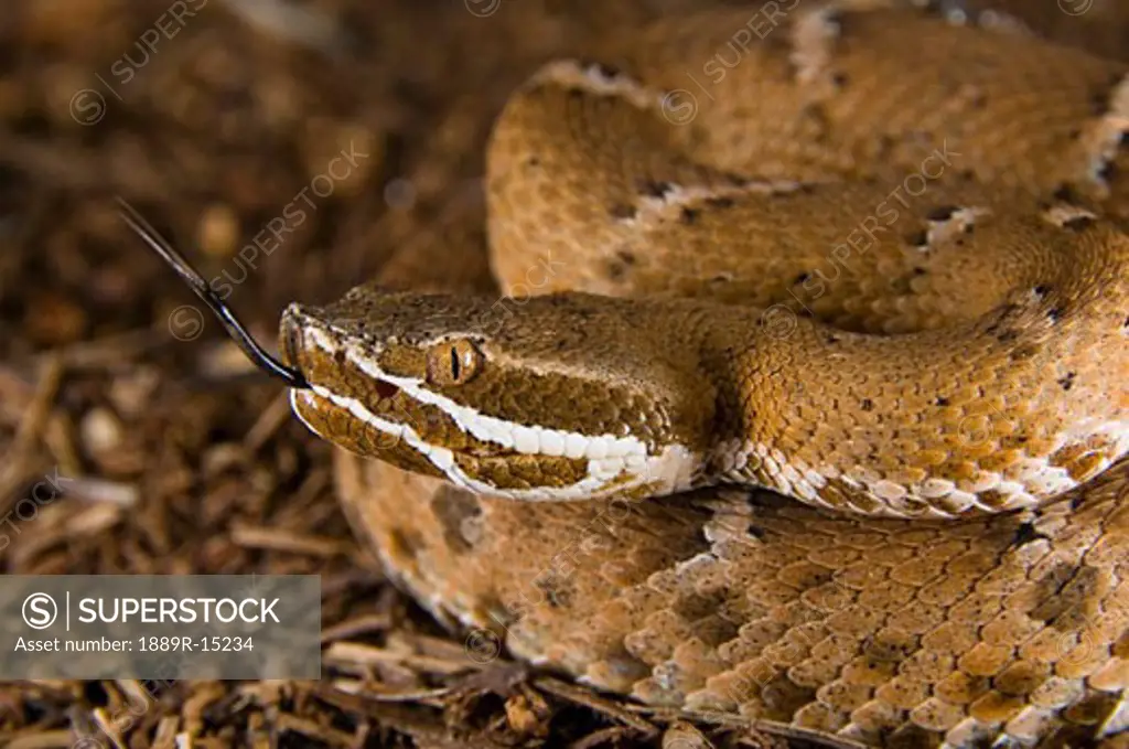 Arizona ridge-nosed rattlesnake (Crotalus willardi)