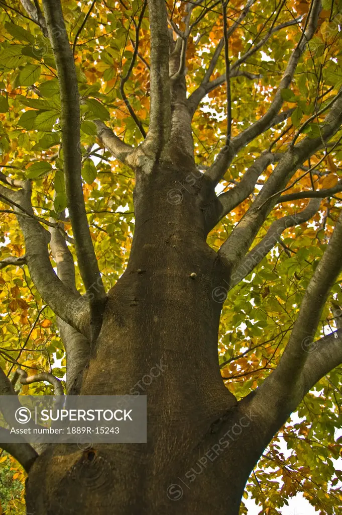 A beech tree in fall  