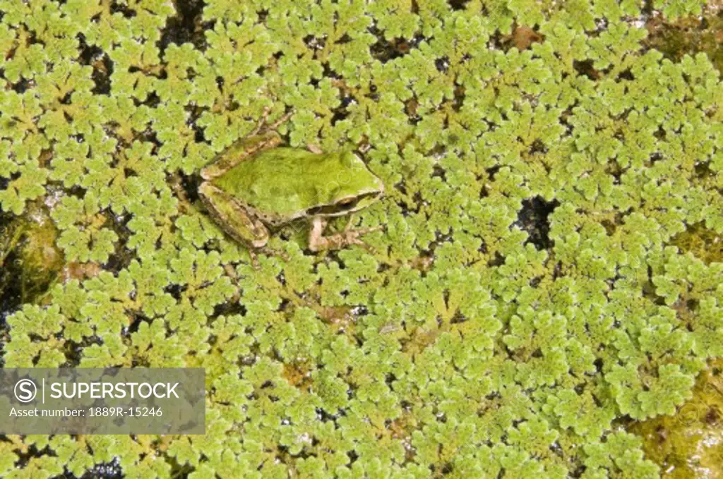 Pacific Tree Frog (Pseudacris regilla); sitting on duckweed