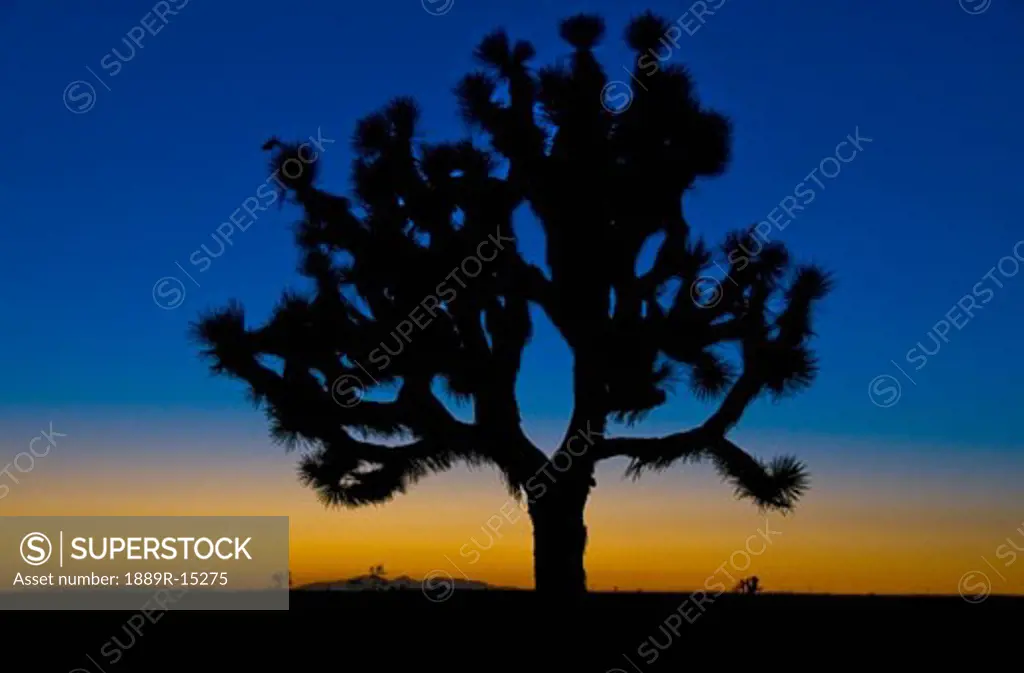 A Joshua Tree silhouetted against a Mojave desert sunset, California, USA  