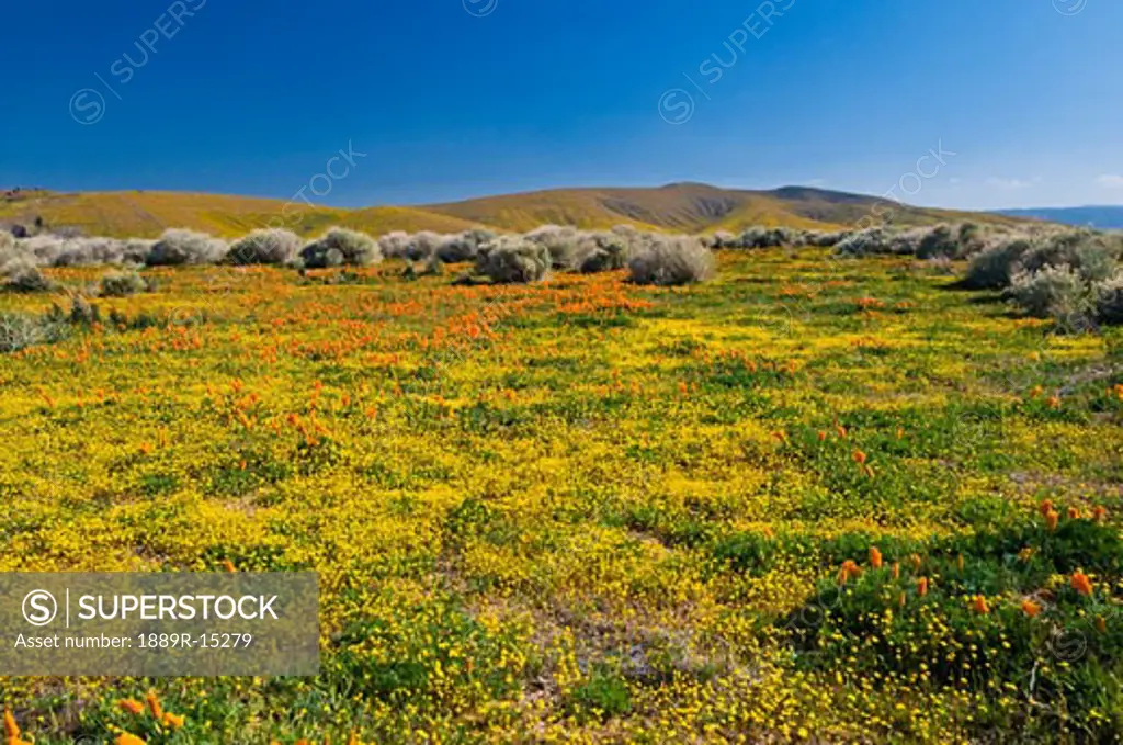 Antelope Valley California Poppy Reserve, California, USA; A springtime desert wildflower bloom  