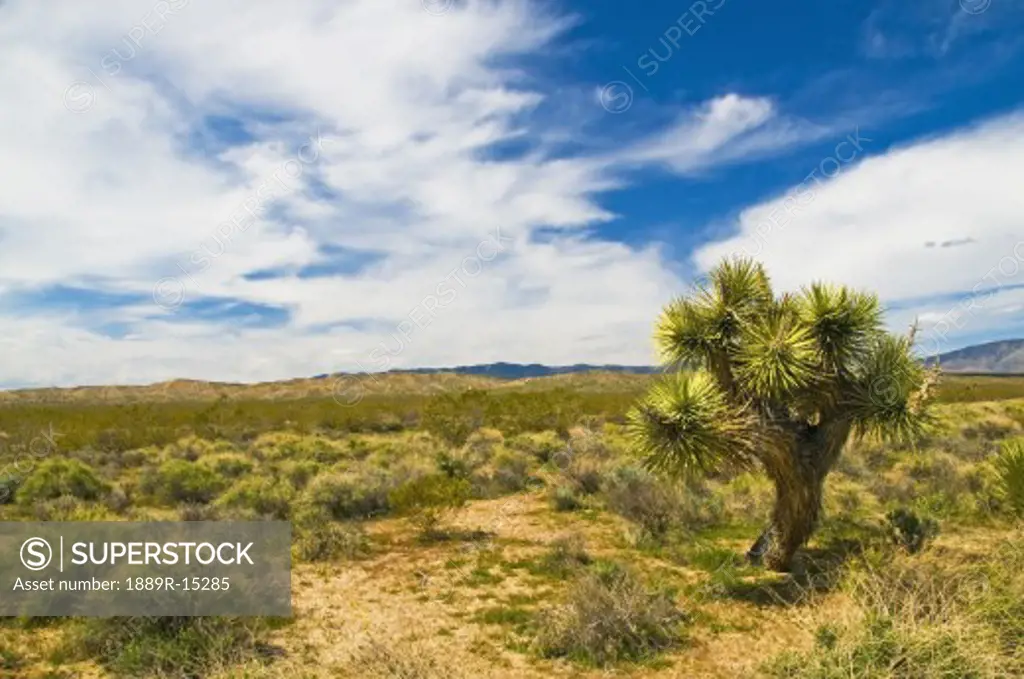 Mojave desert, California, USA; A Joshua tree during a springtime desert wildflower bloom