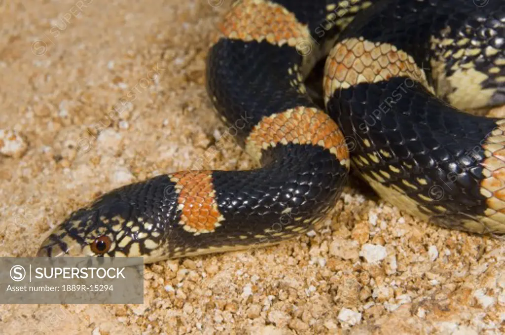 Long-nosed snake, (Rhinocheilus lecontei), Pajarito Mountains, Arizona, USA; snake slithering