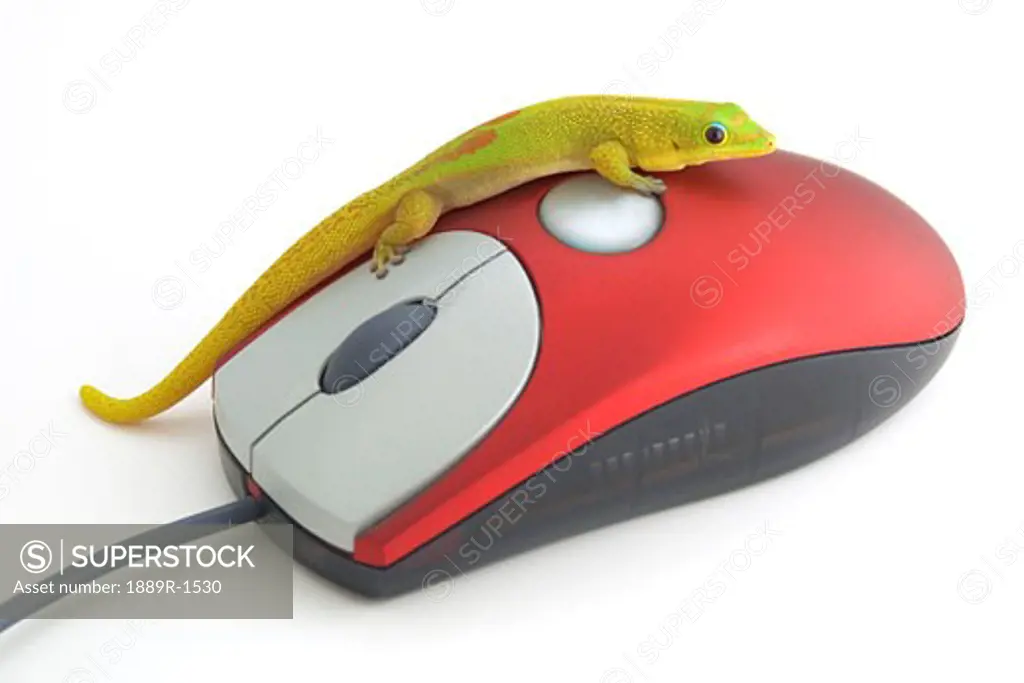Green reptile on computer mouse