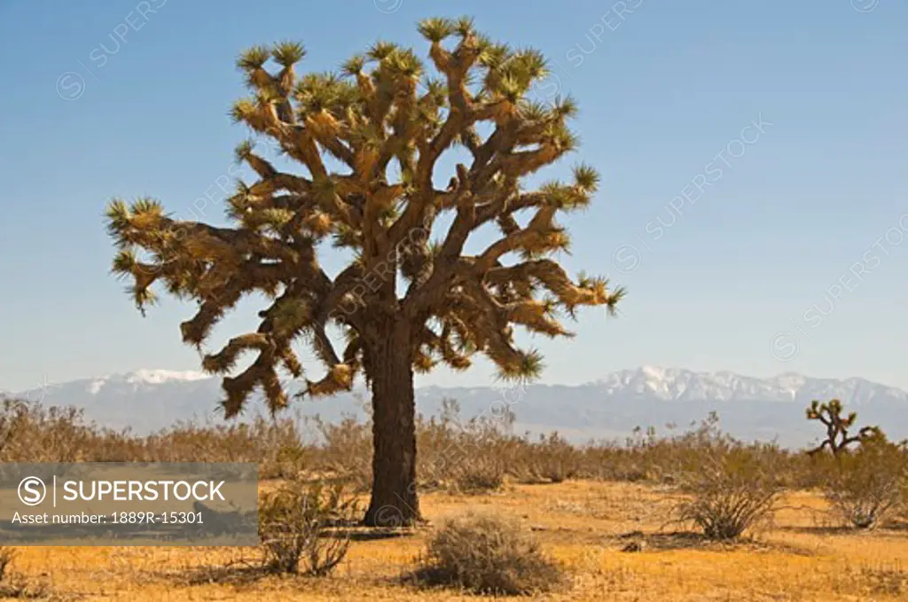 A Joshua tree, Mojave desert, San Gabriel Mountain range, California, USA  