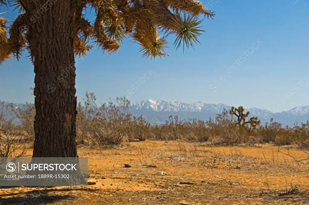 A Joshua tree, Mojave desert, San Gabriel Mountain range, California, USA