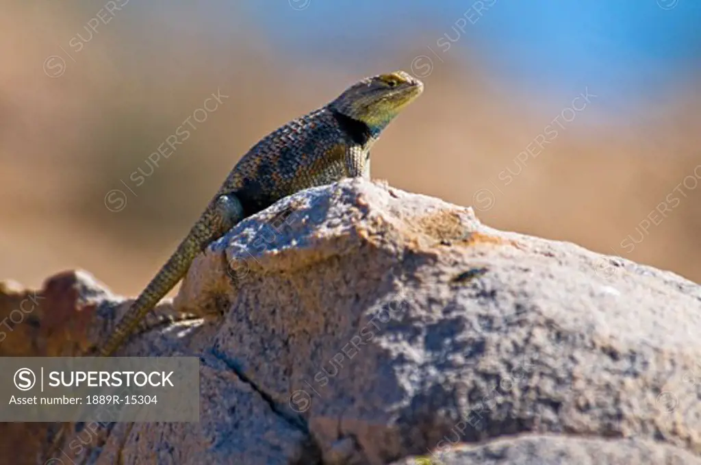 A male desert spiny lizard (Sceloporus magister uniformis)