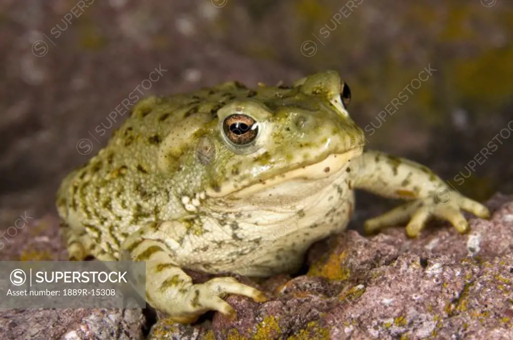 A juvenile Sonoran desert toad (Bufo alvarius)