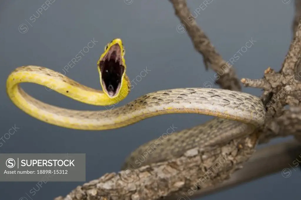 Brown vine snake, (Oxybelis aeneus), Arizona, USA; defensive snake on a branch