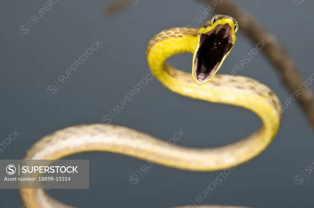 Brown vine snake (Oxybelis aeneus)  