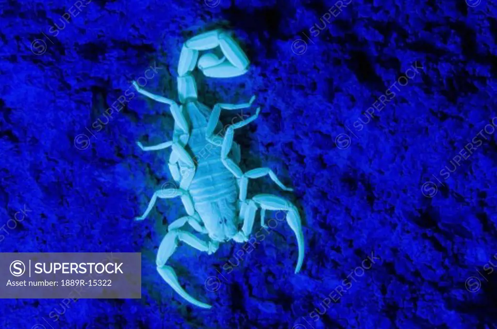 An Arizona bark scorpion (Centruroides sculpturatus) illuminated under a black light  