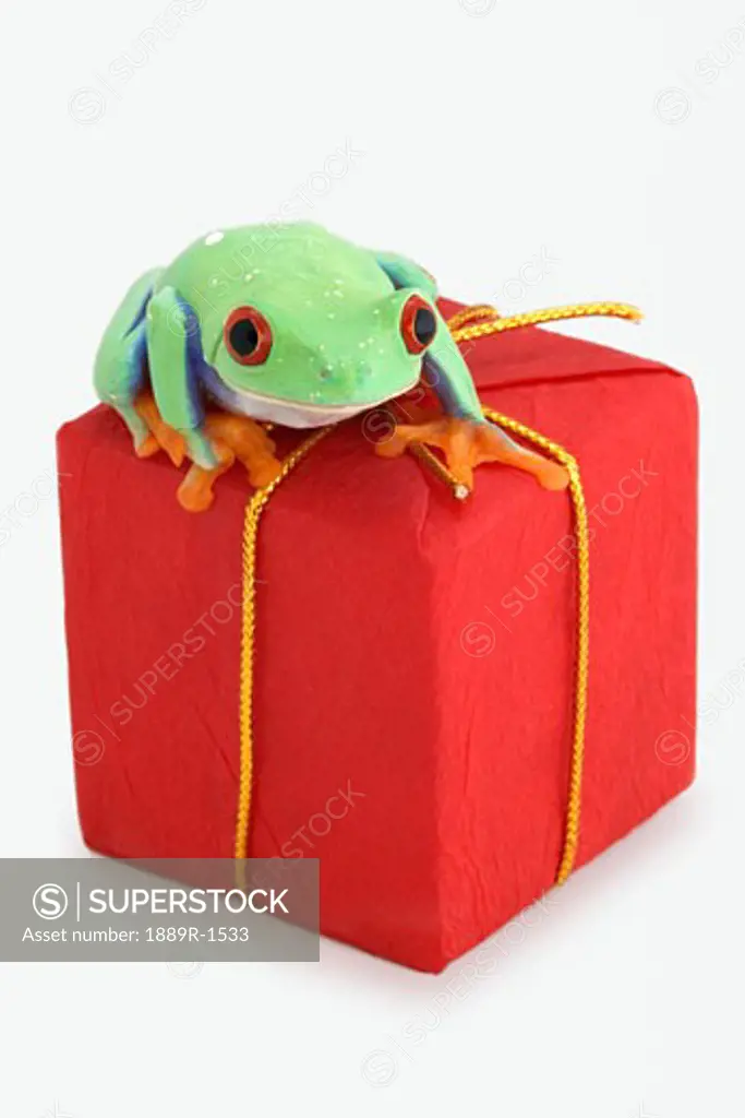 Frog sitting on red package