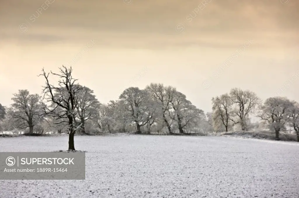 Northumberland, England; Trees in a snow covered field