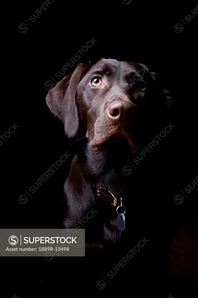 Chocolate Labrador Retriever; Portrait of a labrador