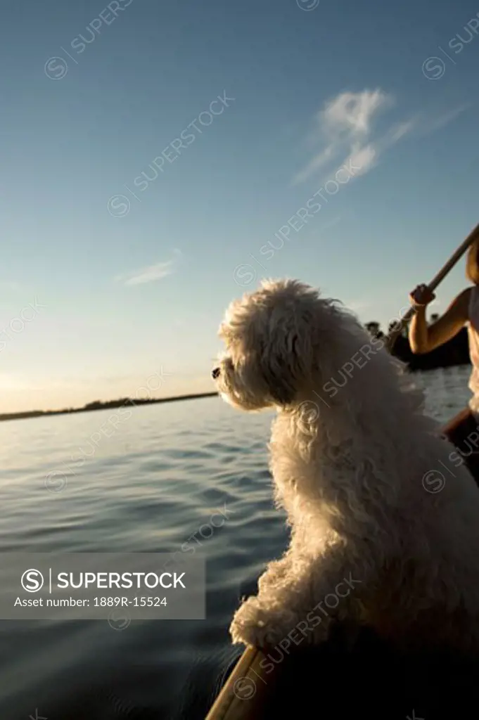 Lake Of The Woods, Ontario, Canada; White dog standing in row boat on lake