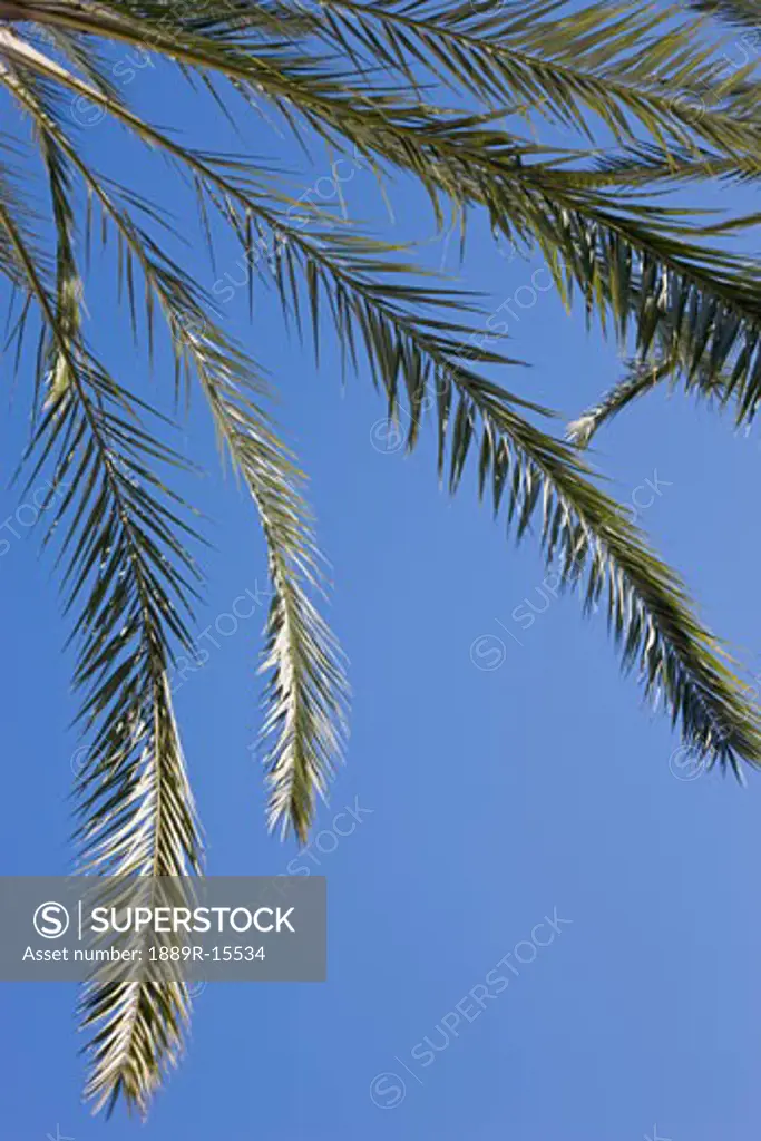 Palm fronds hanging down from a palm tree against blue sky