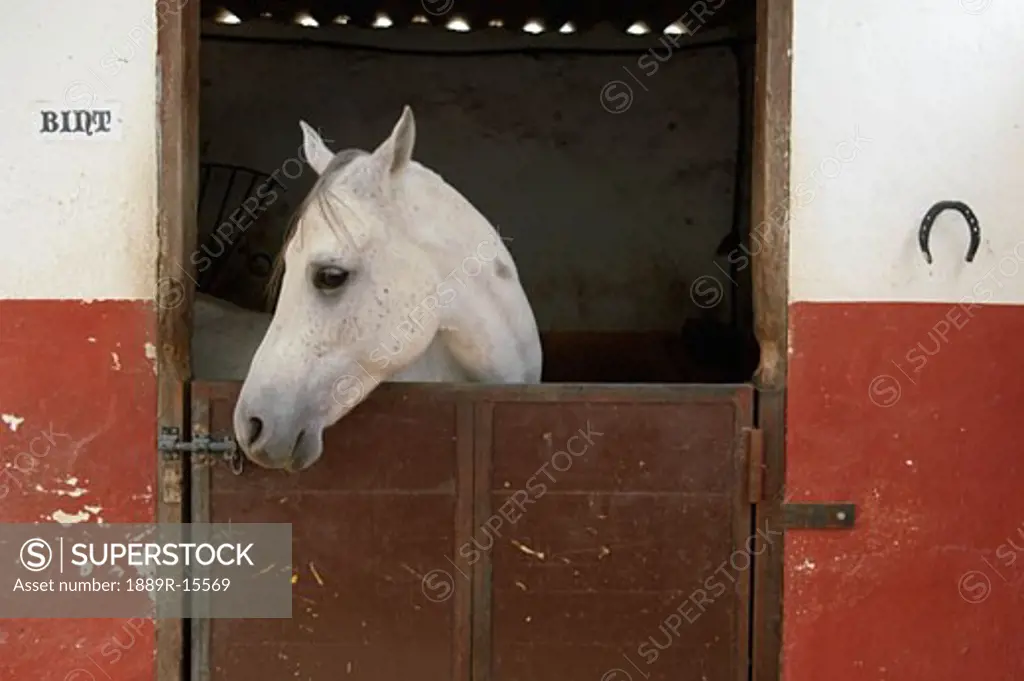 Grey horse in a stable