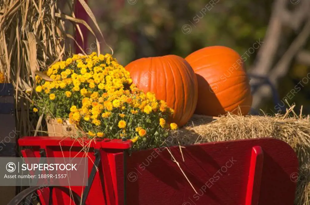 Pumpkins at harvest time