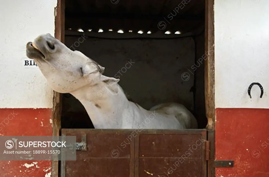 Grey horse in a stable