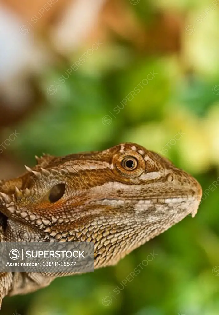 Bearded Dragon lizard