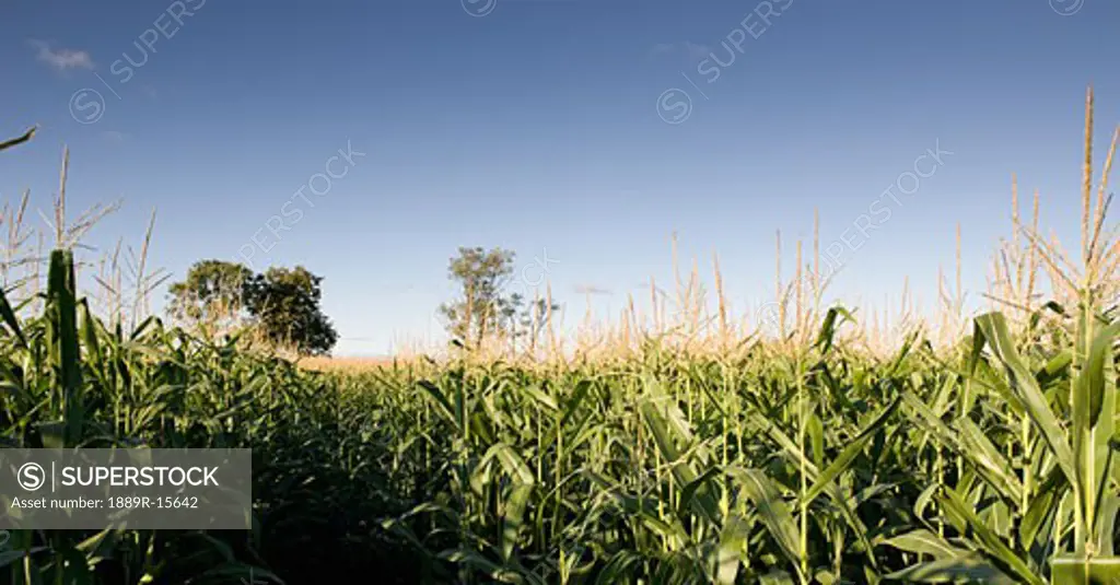 Muskokas, Ontario, Canada; Corn field