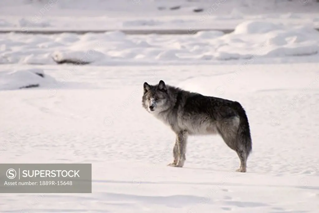Alberta, Canada; Gray wolf (Canis lupus) in the snow