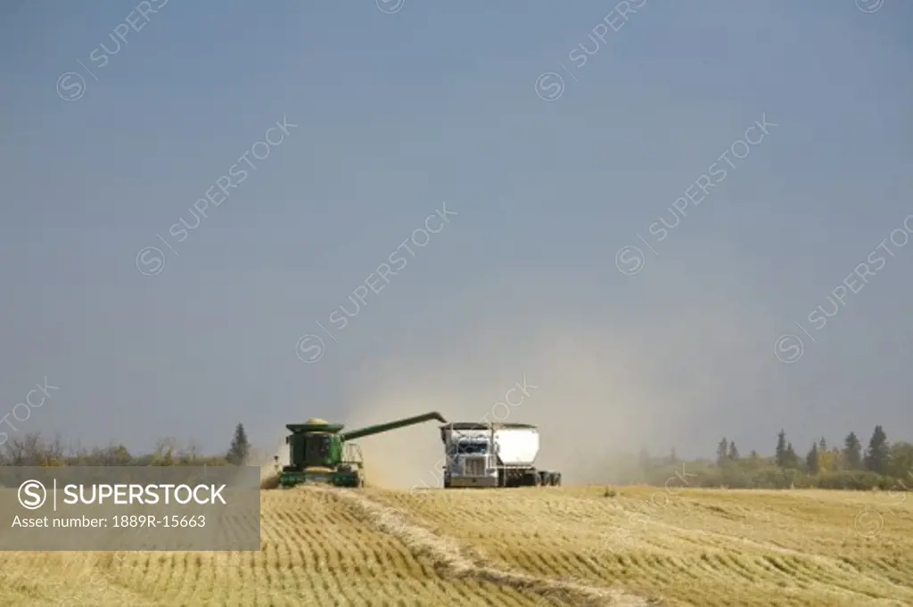 Combine harvesting wheat field