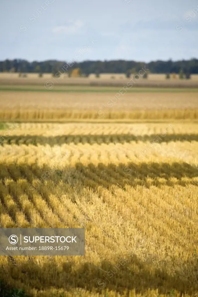 Crop forming patterns in field