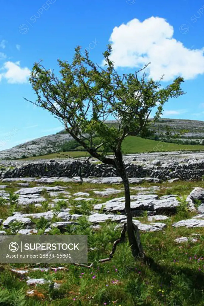 Rock Garden, The Burren, Co Clare, Ireland; View of rock landscape