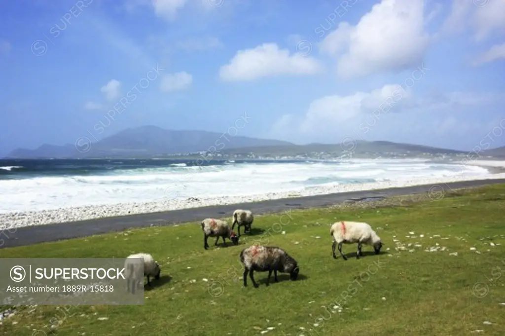 Keel, Achill Island, County Mayo, Ireland; Beach at Keel with sheep grazing by the shore