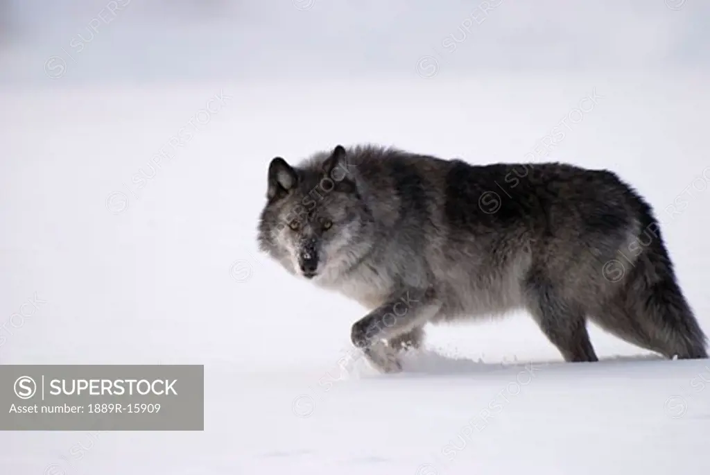 Gray wolf in snow  
