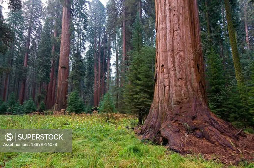 Sequoia National Park, California, USA  