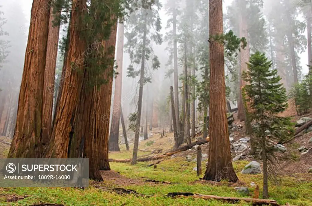 Sequoia National Park, California, USA  
