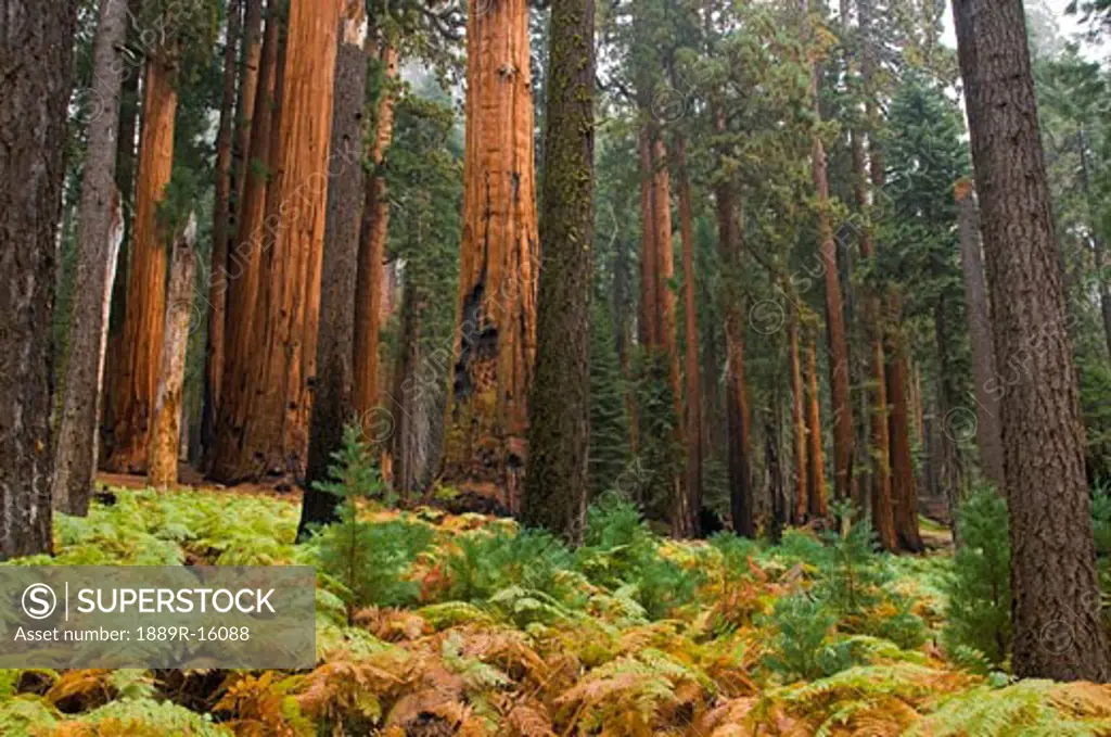 Sequoia trees, Sequoia National Park, California, USA  