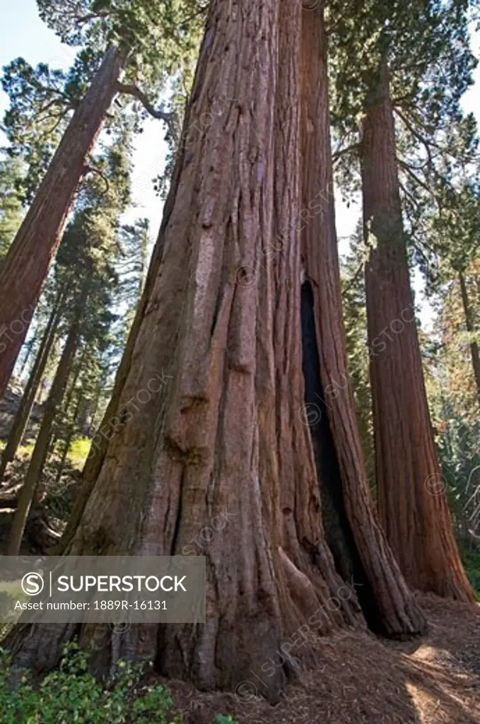 Sequoia trees in Sequoia National Park, California, USA