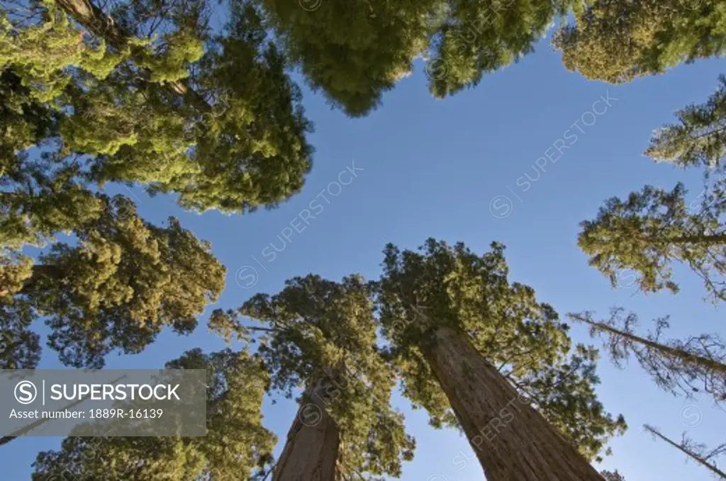 Looking upwards at giant sequoia trees, Sequoia National Park, California, USA