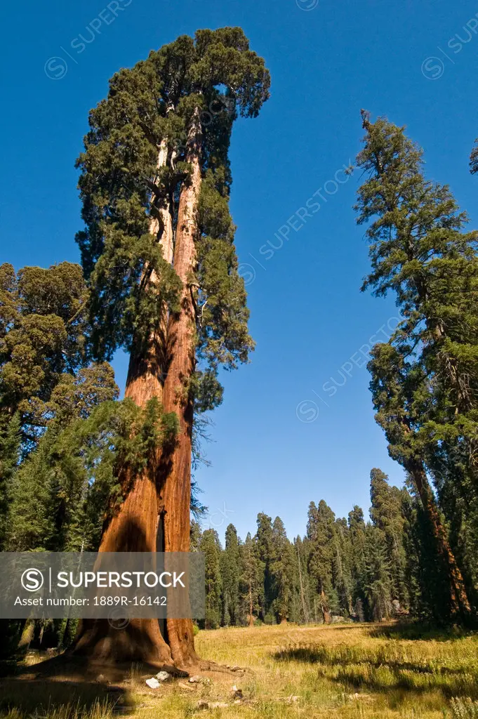 Sequoia trees, Sequoia National Park, California, USA