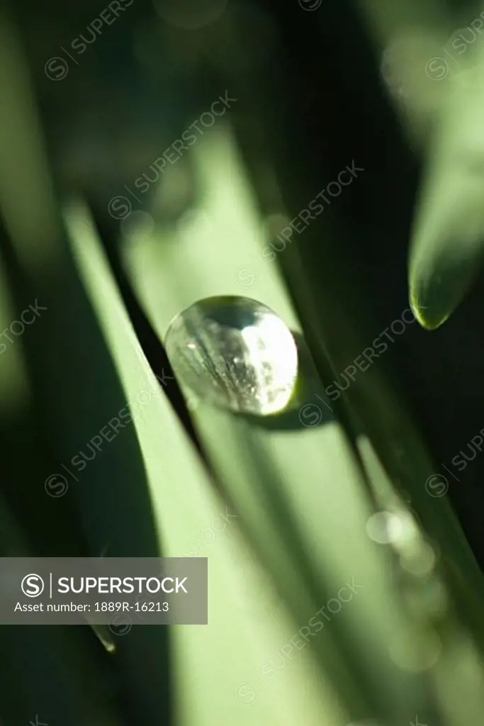 Water drop on blade of grass
