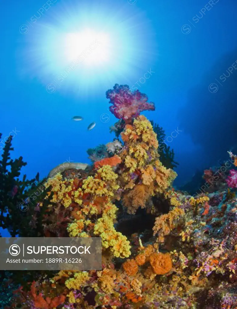 Underwater starburst streaming down on soft corals, Fiji  