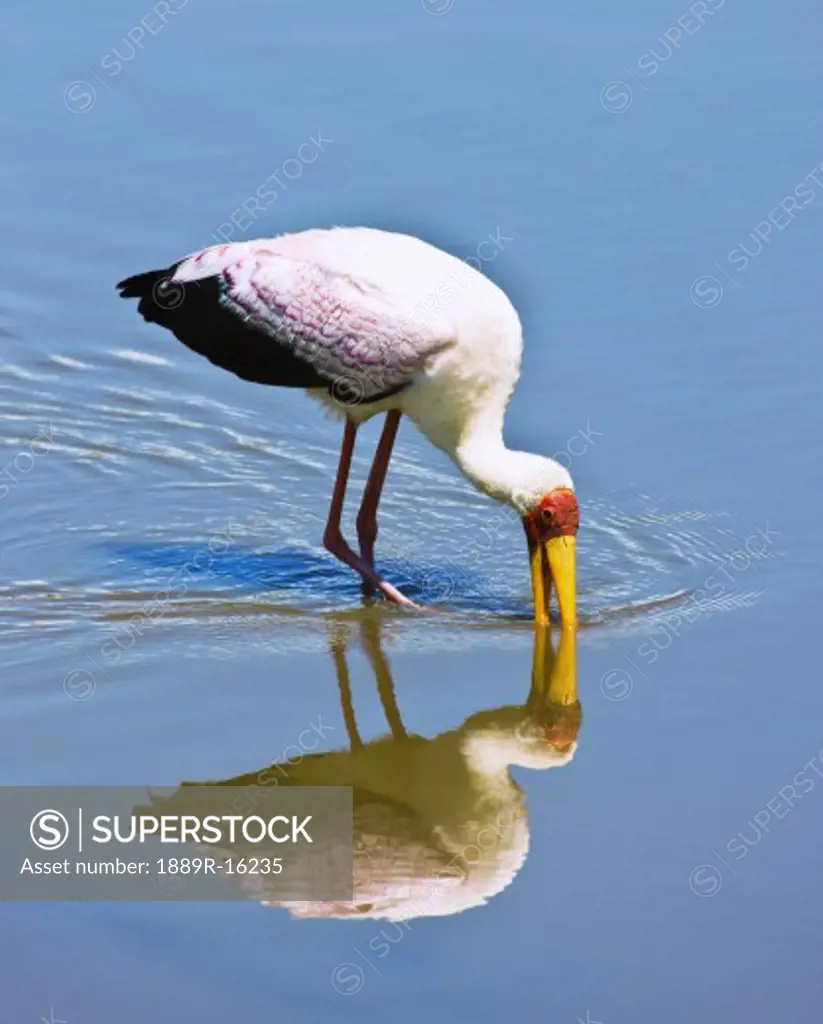 Ngorongoro Crater, Tanzania, Africa; Yellow-billed Stork (Mycteria ibis)  